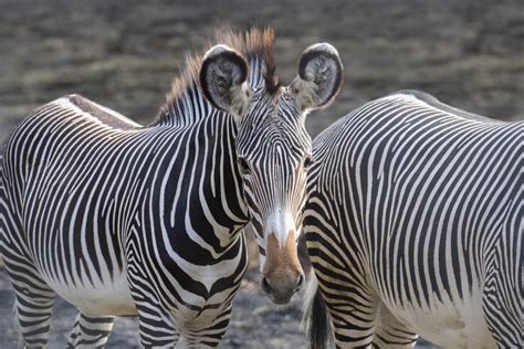 Watching Our Zebra Grow Wild View