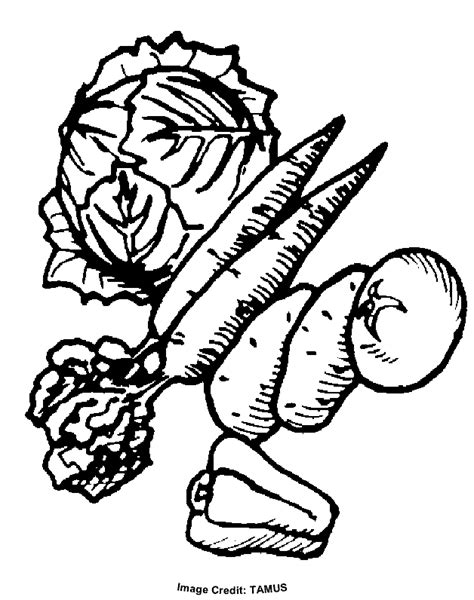 Printable Vegetable Coloring Pages - Coloring Home