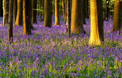 The forest will remain open but only for people living nearby who can walk or cycle there. Bluebell forest Hallerbos near Brussels, Belgium
