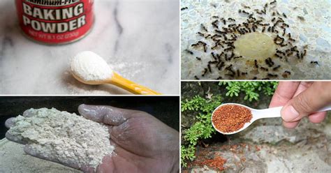 How to get rid of ants. 30 Natural Home Remedies To Get Rid of Ants From Home ...