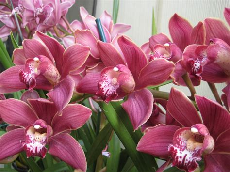 Hoa Phong Lan ViỆt Vietnam Orchids Tháng Ba 2014