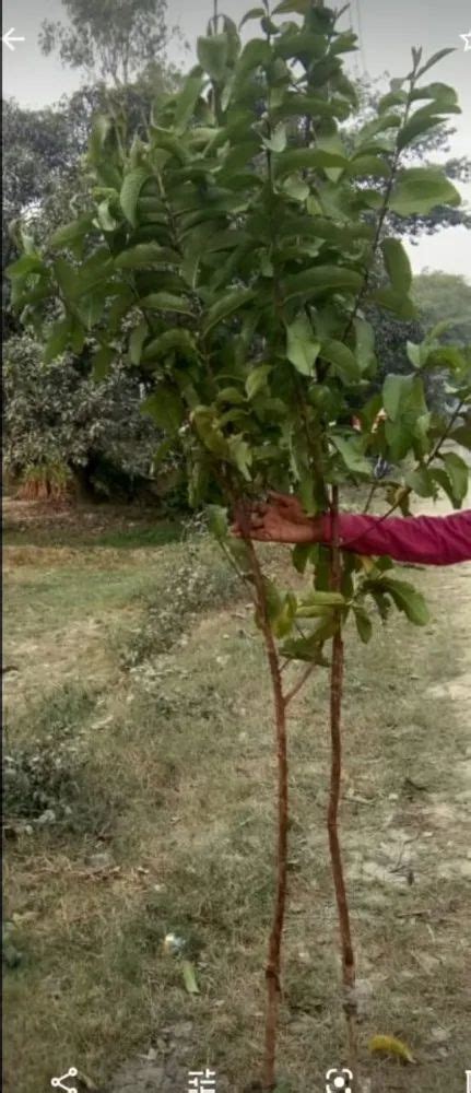 Lucknow 49 Full Sun Exposure L49 Guava Plant For Fruits At Rs 9000