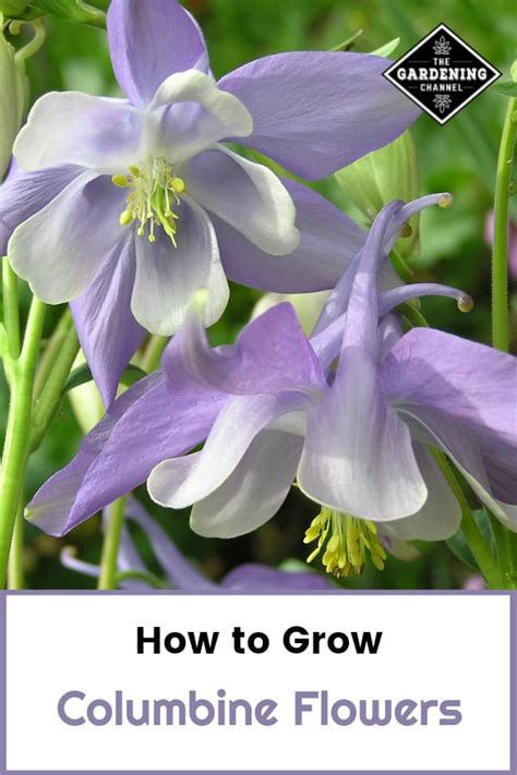 How To Grow Columbine Flowers Gardening Channel