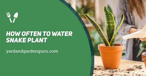 How Often To Water Snake Plant