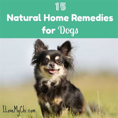 15 Natural Home Remedies For Dogs I Love My Chi