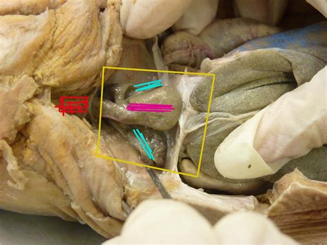 Shark Circulatory System Flashcards by ProProfs