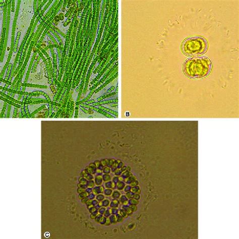 1 Resting Spores Seen In Algae A Zygospore Formation In Zygnema Sp