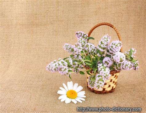 thyme bunch - photo/picture definition at Photo Dictionary - thyme ...