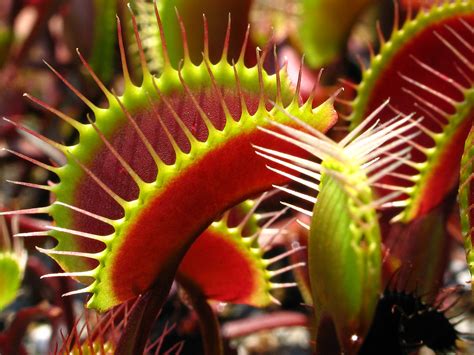 Most venus flytrap plants purchased from stores are tissue cultured (micropropageted), or are hi i live in washington state and just bought a venus flytrap plant (try. Sementes Planta Carnivora Venus Flytrap Dionaea Muscipula ...