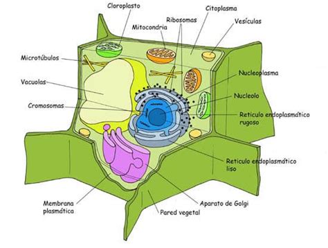 Celula Vegetal Con Sus Partes En Ingles Consejos Celulares