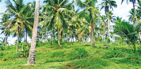 Prevailing Drought And Impact On Coconut Production Exports And Prices