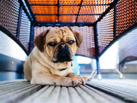 8 Things Only Puggle People Truly Understand The Dog People By