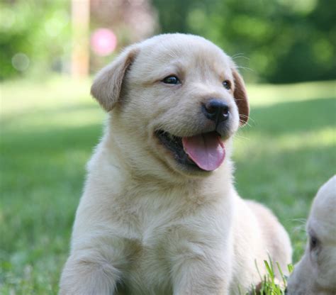 Our lab puppies are quality pure bred akc white, cream colored, english & american. Cute Golden Labrador Retriever Puppies For Sale Near Me ...