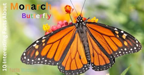 10 interesting facts about monarch butterflies
