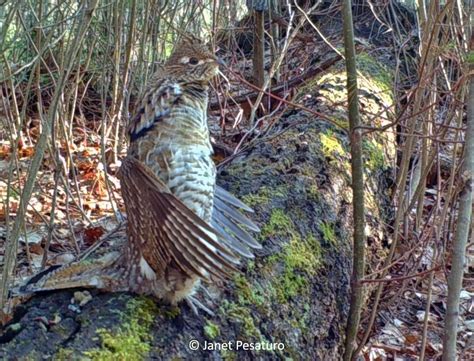 Little Drummer Bird Ruffed Grouse Winterberry Wildlife