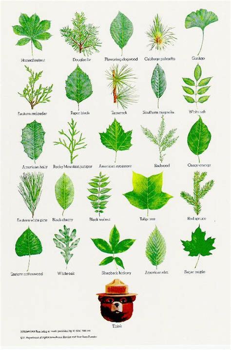 Identifying Trees By Their Leaves Imageshow To