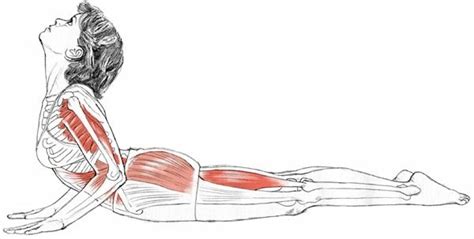 Bhujangasana Cobra Pose Yoga Anatomy Yoga Anatomy Yoga Muscles