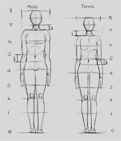 Human Anatomy Drawing Ideas And Pose References Beautiful Dawn Designs