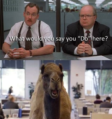 Hump Day With The Bobs Memebase Funny Memes