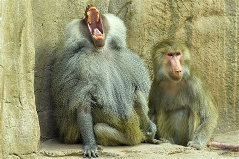 Hamadryas Baboons Male And Female Photograph By Dean Hueber Fine Art America