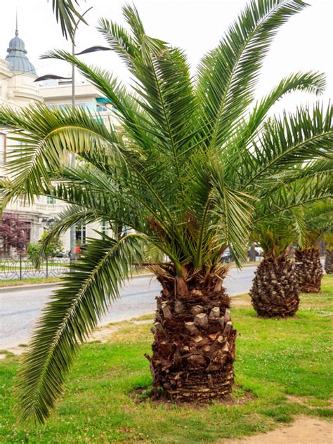 Small Palm Trees Learn About Different Types Of