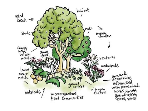 Permaculture Food Forest How To Grow A Luxurious Garden