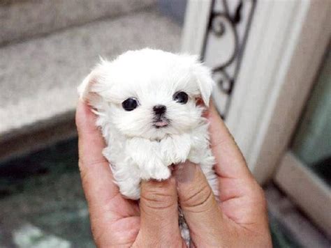 Home Twitter Cute Teacup Puppies Baby Animals Funny Teacup Puppies