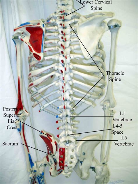 Anatomy Of Lower Back Anatomy Diagram Book Images And Photos Finder