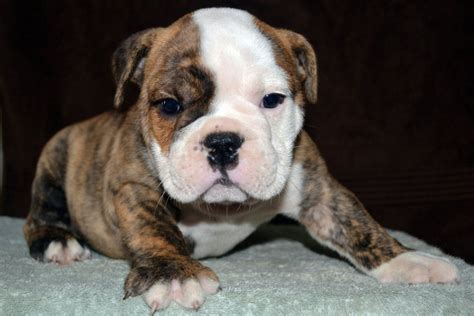They are part of american culture and history, and may be used as a cultural icon for the united states. English Bulldog Puppy for Sale | American Bulldog Puppies ...
