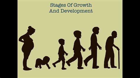 Stages Of Human Growth And Development Youtube