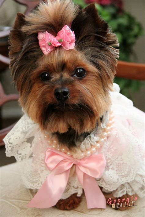 A number two haircut will leave your hair looking short and fuller. www'yorkies | Pearls | Yorkies OH LINDSEY - I WANT A BABY ...