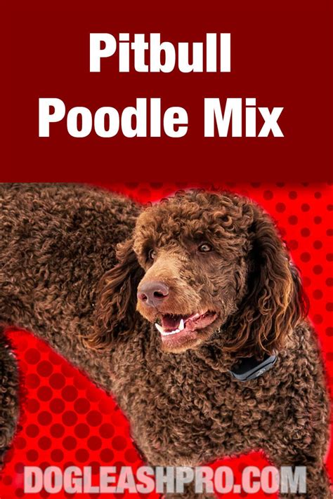 Pitbull Poodle Mix Complete Guide Poodle Mix Poodle Mix Puppies Poodle Mix Breeds