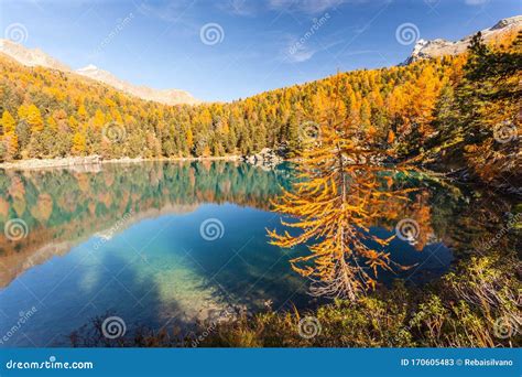 Saoseo Lake Poschiavo Switzerland Stock Image Image Of Plants