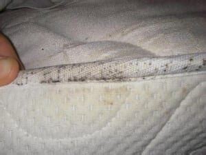 Signs include brown fecal stains or blood stains. 3 Ways to Find out If You Have Bed Bugs | proof. pest control