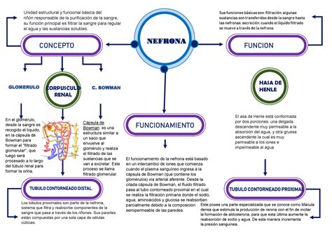 Histologia Y Estructura De La Nefrona Mapa Conceptual Nefrona Sus