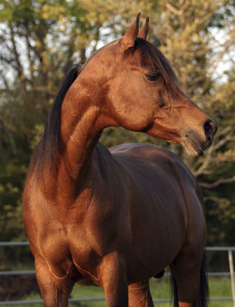 Arab Horse Breed Guide By Team Horsemart Horsemart