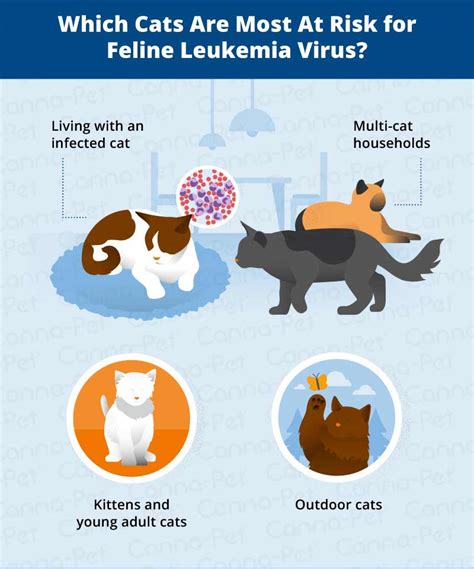 Cat Leukemia Causes Signs And Treatment Canna Pet