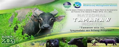 Philippines Celebrates National Tamaraw Month 2021 Philippine Clearing