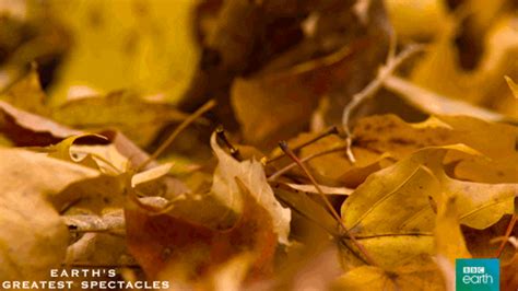 Whats Going On Autumn  By Bbc Earth Find And Share On Giphy
