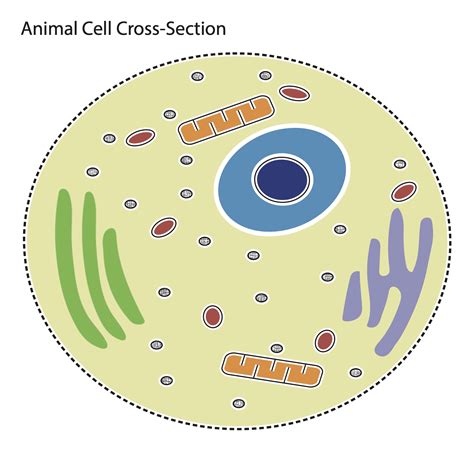 Animal Cell Not Labeled