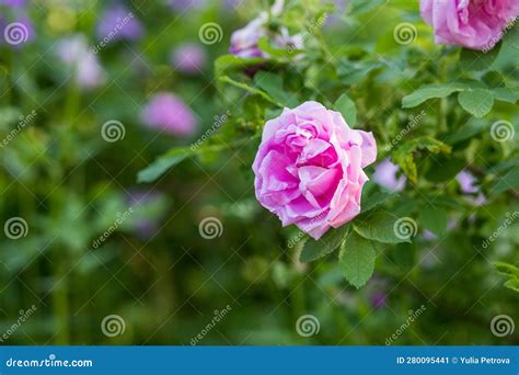 A Single Pink Garden Rose Blooming Close Uptea Rose On A Bush