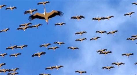 Storks Migrating South In Istanbul Expat Guide Turkey
