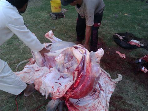 In this video you can see and learn the skills of cutting meat. Bakra Eid Videos,Cow Qurbani Clip,Camel Slaughter,Eid Ul ...