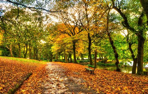 Wallpaper Autumn Forest The Sky Leaves Water Trees Bench Nature