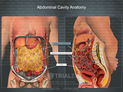 Omentum Abdominal Cavity Anatomy Trialexhibits Inc