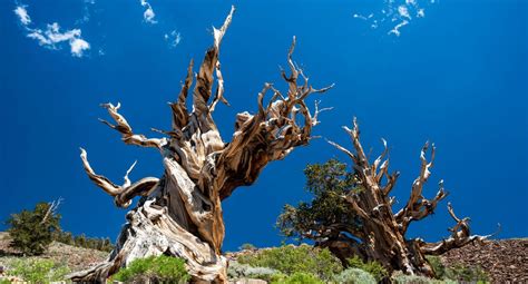 Meet Methuselah The Worlds Oldest Tree In California Flipboard