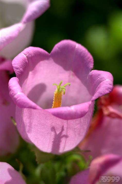 Pink, purple, or white flowers. Canterbury bell | Pretty flowers, Flowers, Container gardening