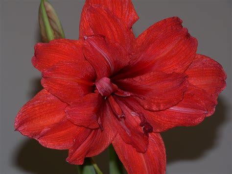 Amaryllis In Time For The Holiday