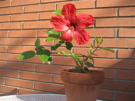 Hibiscus Rosa Sinensis Reproducción Cultivo Cuidados Y Más