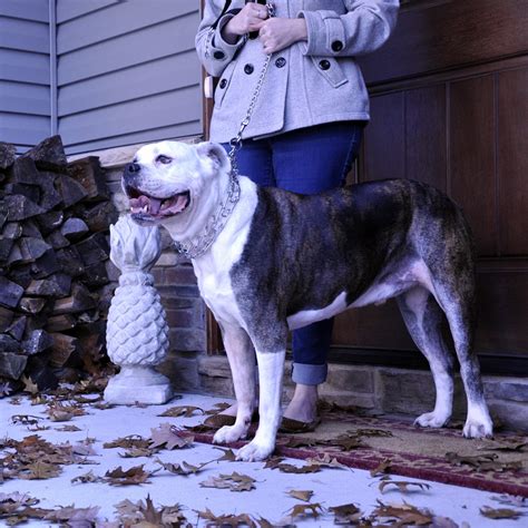 Maybe you would like to learn more about one of these? Titan® Dog Prong Training Collar - SLS Inc.